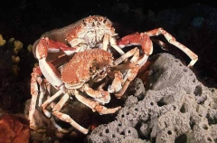 Spider Crabs (Leptomithrax gaimardii)