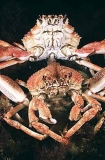 Spider Crabs (Leptomithrax gaimardii)