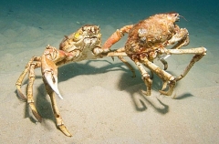 Spider Crabs (Leptomithrax gaimardii) Spider Crabs (Leptomithrax gaimardii)