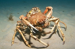 Spider Crabs (Leptomithrax gaimardii) Spider Crabs (Leptomithrax gaimardii)
