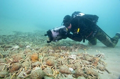 Spider Crabs (Leptomithrax gaimardii) Spider Crabs (Leptomithrax gaimardii)