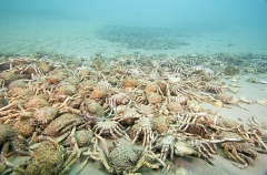 Spider Crabs (Leptomithrax gaimardii) Spider Crabs (Leptomithrax gaimardii)