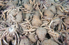 Spider Crabs (Leptomithrax gaimardii) Spider Crabs (Leptomithrax gaimardii)