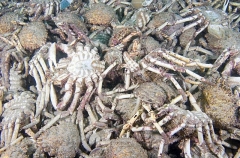 Spider Crabs (Leptomithrax gaimardii) Spider Crabs (Leptomithrax gaimardii)