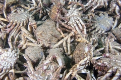 Spider Crabs (Leptomithrax gaimardii) Spider Crabs (Leptomithrax gaimardii)