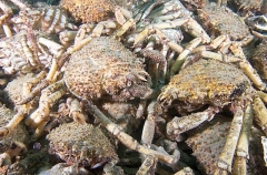 Spider Crabs (Leptomithrax gaimardii) Spider Crabs (Leptomithrax gaimardii)