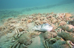 Spider Crabs (Leptomithrax gaimardii) Spider Crabs (Leptomithrax gaimardii)