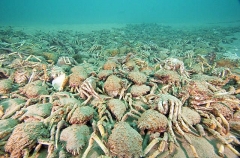 Spider Crabs (Leptomithrax gaimardii) Spider Crabs (Leptomithrax gaimardii)