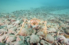 Spider Crab (Leptomithrax gaimardii) Spider Crab (Leptomithrax gaimardii)