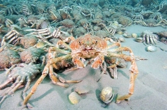 Spider Crab (Leptomithrax gaimardii) Spider Crab (Leptomithrax gaimardii)