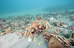 Spider Crab (Leptomithrax gaimardii) Spider Crab (Leptomithrax gaimardii)