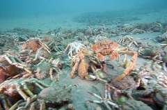 Spider Crab (Leptomithrax gaimardii) Spider Crab (Leptomithrax gaimardii)