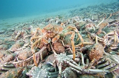 Spider Crab (Leptomithrax gaimardii) Spider Crab (Leptomithrax gaimardii)
