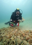 Researcher with moulted shells of Spider Crabs (Leptomithrax gaimardii) Researcher with moulted shells of Spider Crabs (Leptomithrax gaimardii)