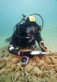 Researcher with moulted shells of Spider Crabs (Leptomithrax gaimardii) Researcher with moulted shells of Spider Crabs (Leptomithrax gaimardii)