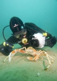 Spider Crab (Leptomithrax gaimardii) Spider Crab (Leptomithrax gaimardii)