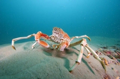 Spider Crab (Leptomithrax gaimardii) Spider Crab (Leptomithrax gaimardii)