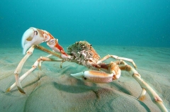 Spider Crab (Leptomithrax gaimardii) Spider Crab (Leptomithrax gaimardii)