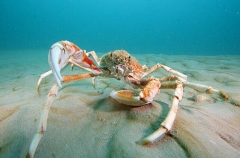Spider Crab (Leptomithrax gaimardii) Spider Crab (Leptomithrax gaimardii)