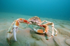 Spider Crab (Leptomithrax gaimardii) Spider Crab (Leptomithrax gaimardii)