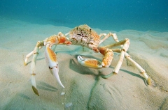 Spider Crab (Leptomithrax gaimardii) Spider Crab (Leptomithrax gaimardii)