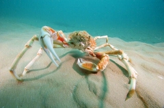 Spider Crab (Leptomithrax gaimardii) Spider Crab (Leptomithrax gaimardii)