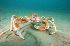 Spider Crab (Leptomithrax gaimardii) Spider Crab (Leptomithrax gaimardii)