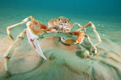 Spider Crab (Leptomithrax gaimardii) Spider Crab (Leptomithrax gaimardii)