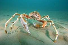 Spider Crab (Leptomithrax gaimardii) Spider Crab (Leptomithrax gaimardii)