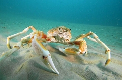 Spider Crab (Leptomithrax gaimardii) Spider Crab (Leptomithrax gaimardii)