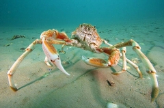 Spider Crab (Leptomithrax gaimardii) Spider Crab (Leptomithrax gaimardii)