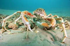Spider Crab (Leptomithrax gaimardii) Spider Crab (Leptomithrax gaimardii)