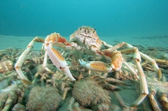 Spider Crab (Leptomithrax gaimardii) Spider Crab (Leptomithrax gaimardii)