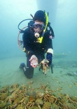 Researcher examining moult shells of Spider Crabs (Leptomithrax gaimardii) Researcher examining moult shells of Spider Crabs (Leptomithrax gaimardii)