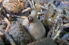 Gloomy Octopus (Octopus tetricus) Gloomy Octopus (Octopus tetricus)