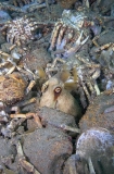 Gloomy Octopus (Octopus tetricus) Gloomy Octopus (Octopus tetricus)