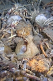 Gloomy Octopus (Octopus tetricus) Gloomy Octopus (Octopus tetricus)