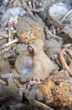 Gloomy Octopus (Octopus tetricus) Gloomy Octopus (Octopus tetricus)