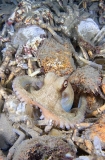 Gloomy Octopus (Octopus tetricus) Gloomy Octopus (Octopus tetricus)