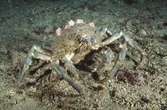Sheep Crab (Loxorhynchus grandis) Sheep Crab (Loxorhynchus grandis)