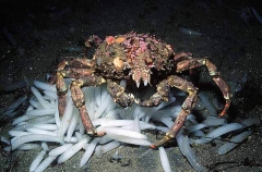 Sheep Crab (Loxorhynchus grandis)