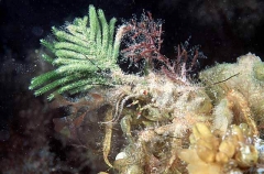 Spider Crab (Naxia aurita) Spider Crab (Naxia aurita)