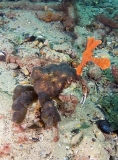 Decorator Crab (Hyastenus elatus) Decorator Crab (Hyastenus elatus)