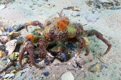 Decorator Crab (Hyastenus elatus) Decorator Crab (Hyastenus elatus)