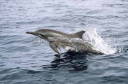 Long-snouted Spinner Dolphin (Stenella longirostris) Long-snouted Spinner Dolphin (Stenella longirostris)