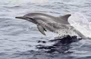 Long-snouted Spinner Dolphin (Stenella longirostris) Long-snouted Spinner Dolphin (Stenella longirostris)