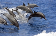 Long-snouted Spinner Dolphins (Stenella longirostris) Long-snouted Spinner Dolphins (Stenella longirostris)