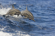 Long-snouted Spinner Dolphins (Stenella longirostris) Long-snouted Spinner Dolphins (Stenella longirostris)