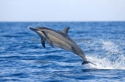 Long-snouted Spinner Dolphin (Stenella longirostris) Long-snouted Spinner Dolphin (Stenella longirostris)