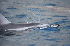 Long-snouted Spinner Dolphin (Stenella longirostris) Long-snouted Spinner Dolphin (Stenella longirostris)